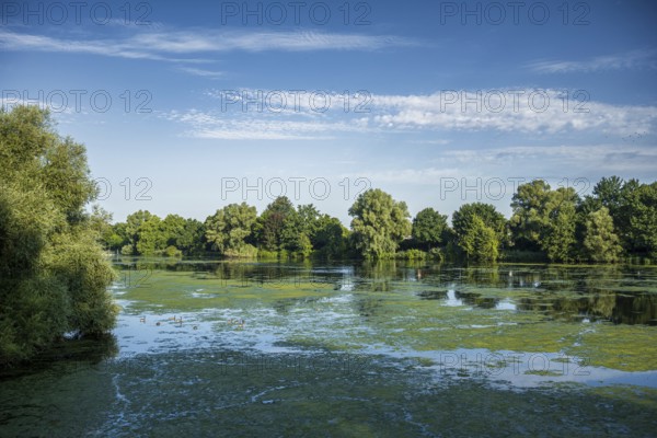 Calm lake with floating plants, surrounded by dense green forest and clear sky, Emssee near Warendorf, Münsterland
