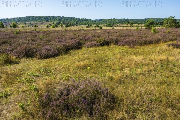 Gentle heathland with purple heather and yellow grass under a blue sky, Haltern-Borkenberge nature reserve, North Rhine-Westphalia