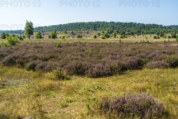 Heath area with purple flowering heather and a tree under a blue sky, Haltern-Borkenberge nature reserve, North Rhine-Westphalia
