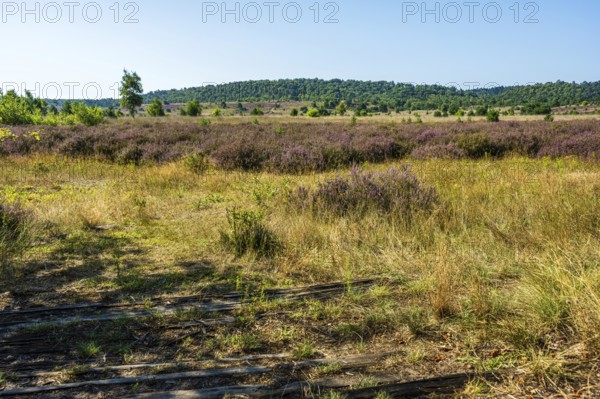 Sunny landscape with purple heather and path in the shady grass, rolling hills in the background, Haltern-Borkenberge nature reserve, North Rhine-Westphalia