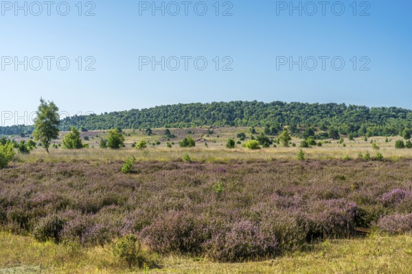 Wide heath area with purple heather and scattered trees under a blue sky, Haltern-Borkenberge nature reserve, North Rhine-Westphalia