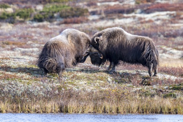 Musk oxen (Ovibos moschatus), bulls fighting in autumnal tundra, Dovrefjell-Sunndalsfjella National Park, Norway