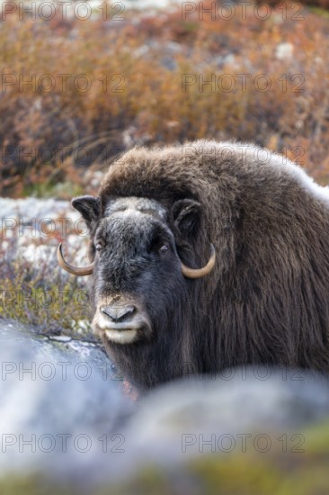 Musk ox (Ovibos moschatus), female in autumnal tundra, Dovrefjell-Sunndalsfjella National Park, Norway