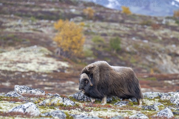 Musk ox (Ovibos moschatus), bull in autumnal tundra, Dovrefjell-Sunndalsfjella National Park, Norway