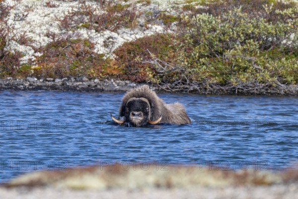 Musk ox (Ovibos moschatus), swimming in lake, Dovrefjell-Sunndalsfjella National Park, Norway
