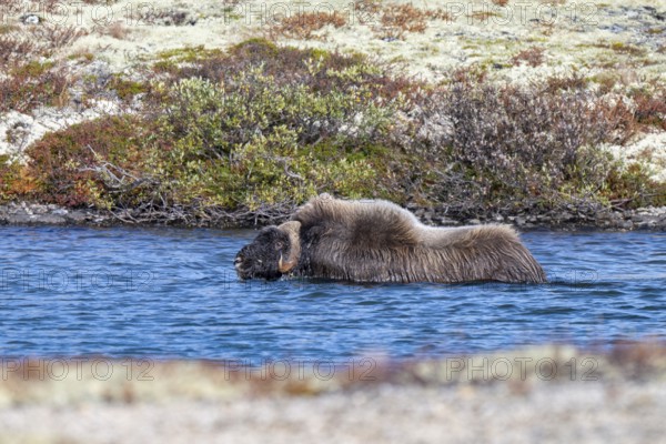 Musk ox (Ovibos moschatus), swimming in lake, Dovrefjell-Sunndalsfjella National Park, Norway
