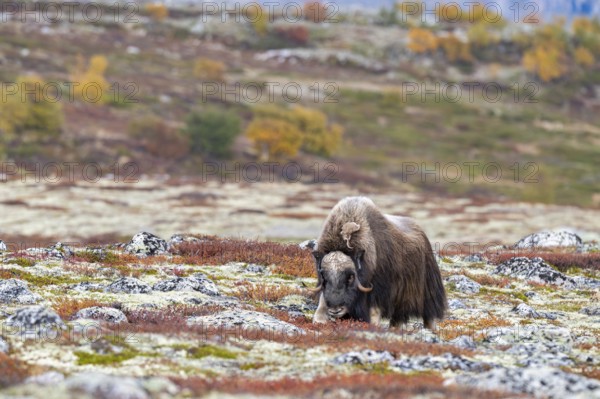 Musk ox (Ovibos moschatus), bull in autumnal tundra, Dovrefjell-Sunndalsfjella National Park, Norway