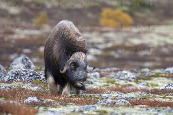 Musk ox (Ovibos moschatus), bull in autumnal tundra, Dovrefjell-Sunndalsfjella National Park, Norway