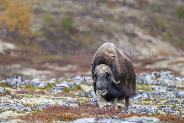 Musk ox (Ovibos moschatus), bull in autumnal tundra, Dovrefjell-Sunndalsfjella National Park, Norway