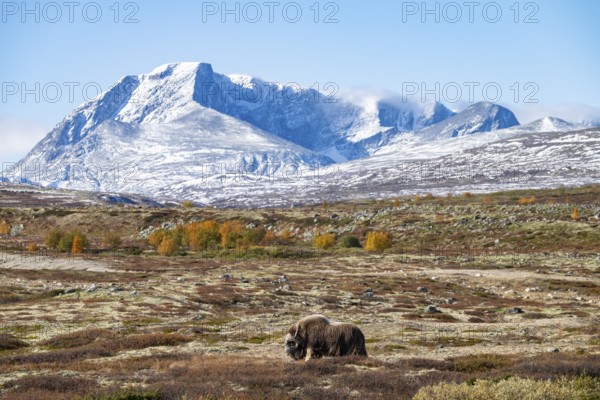 Musk ox (Ovibos moschatus), in autumnal tundra with snow-covered mountains, Dovrefjell-Sunndalsfjella National Park, Norway