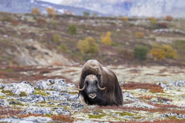 Musk ox (Ovibos moschatus), bull in autumnal tundra, Dovrefjell-Sunndalsfjella National Park, Norway
