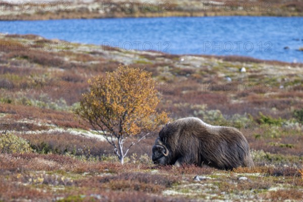 Musk ox (Ovibos moschatus), bull in autumnal tundra, Dovrefjell-Sunndalsfjella National Park, Norway