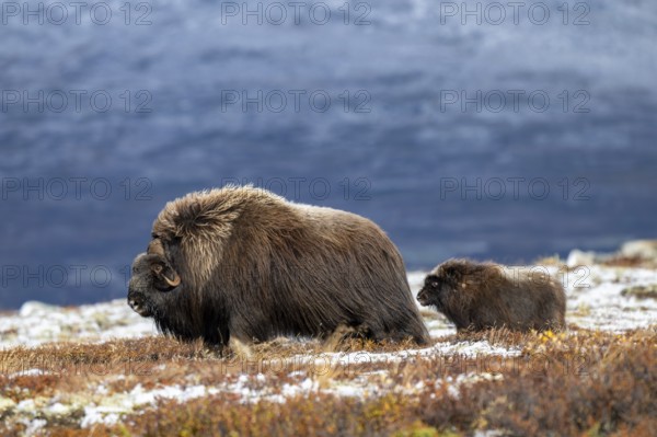 Musk oxen (Ovibos moschatus), bull with young in autumnal tundra, Dovrefjell-Sunndalsfjella National Park, Norway
