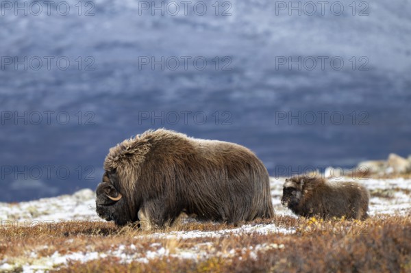 Musk oxen (Ovibos moschatus), bull with young in autumnal tundra, Dovrefjell-Sunndalsfjella National Park, Norway