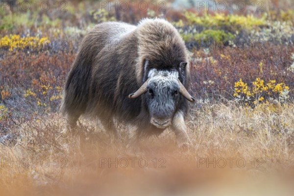 Musk ox (Ovibos moschatus), in autumnal tundra, Dovrefjell-Sunndalsfjella National Park, Norway