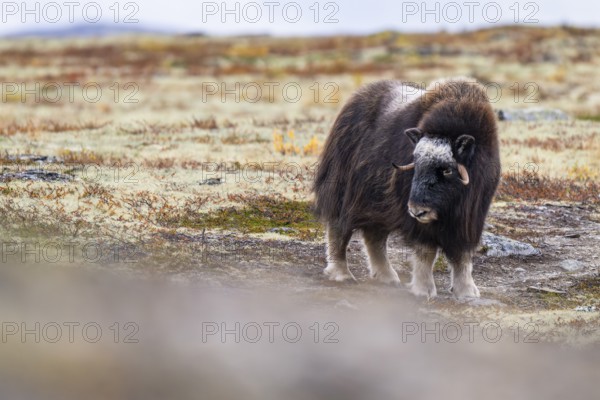 Musk ox (Ovibos moschatus), in autumnal tundra, Dovrefjell-Sunndalsfjella National Park, Norway