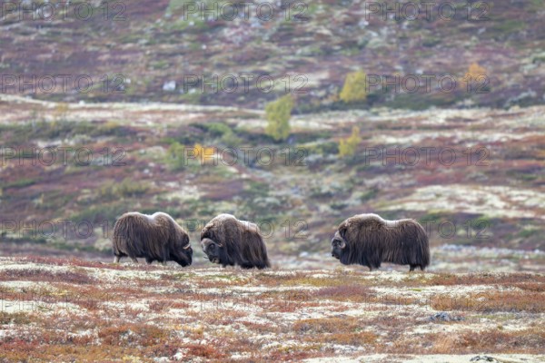 Musk oxen (Ovibos moschatus), bulls in autumnal tundra, Dovrefjell-Sunndalsfjella National Park, Norway