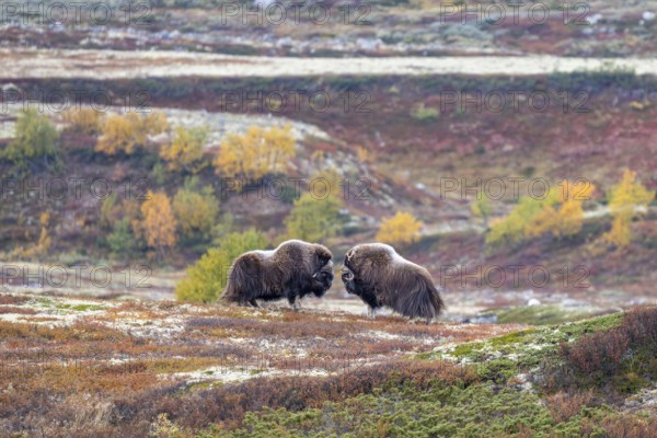Musk oxen (Ovibos moschatus), bulls in autumnal tundra, Dovrefjell-Sunndalsfjella National Park, Norway