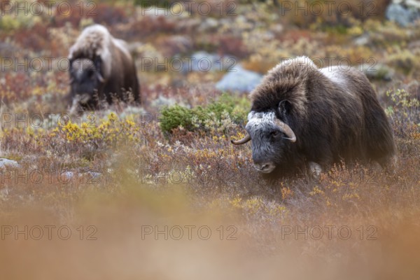 Musk oxen (Ovibos moschatus), in autumnal tundra, Dovrefjell-Sunndalsfjella National Park, Norway