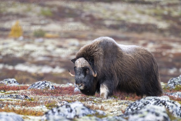 Musk ox (Ovibos moschatus), bull in autumnal tundra, Dovrefjell-Sunndalsfjella National Park, Norway