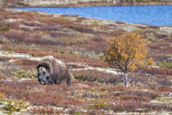 Musk ox (Ovibos moschatus), bull in autumnal tundra, Dovrefjell-Sunndalsfjella National Park, Norway