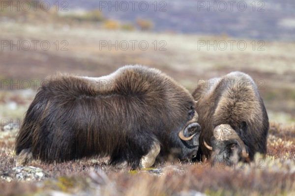 Musk oxen (Ovibos moschatus), bulls in autumnal tundra, Dovrefjell-Sunndalsfjella National Park, Norway