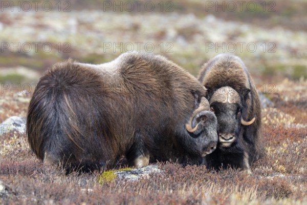 Musk oxen (Ovibos moschatus), bulls in autumnal tundra, Dovrefjell-Sunndalsfjella National Park, Norway