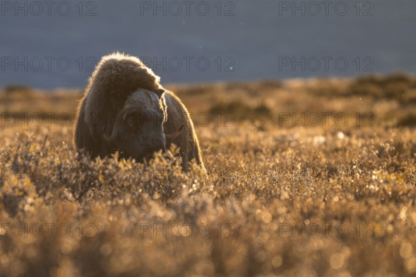 Musk ox (Ovibos moschatus), bull against the light, Dovrefjell-Sunndalsfjella National Park, Norway