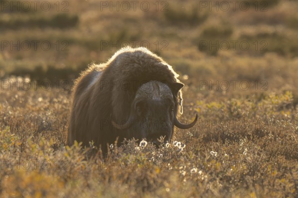 Musk ox (Ovibos moschatus), bull against the light, Dovrefjell-Sunndalsfjella National Park, Norway