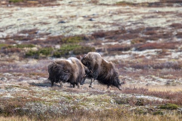 Musk oxen (Ovibos moschatus), bulls fighting in autumnal tundra, Dovrefjell-Sunndalsfjella National Park, Norway