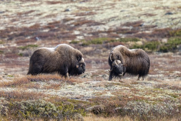 Musk oxen (Ovibos moschatus), bulls in autumnal tundra, Dovrefjell-Sunndalsfjella National Park, Norway