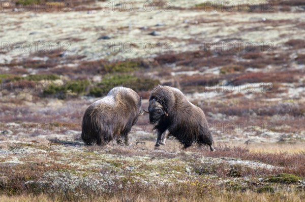 Musk oxen (Ovibos moschatus), bulls fighting in autumnal tundra, Dovrefjell-Sunndalsfjella National Park, Norway