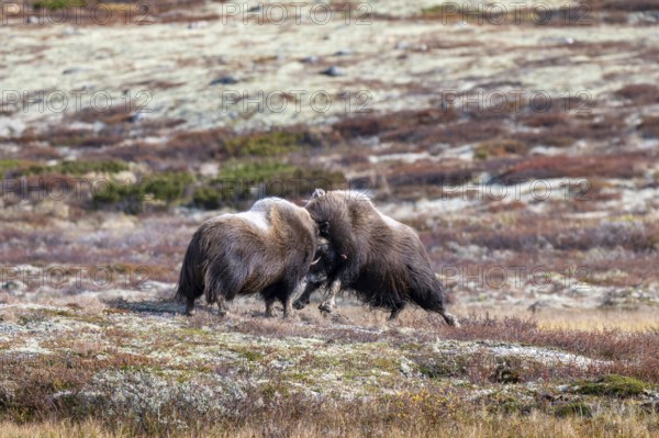 Musk oxen (Ovibos moschatus), bulls fighting in autumnal tundra, Dovrefjell-Sunndalsfjella National Park, Norway