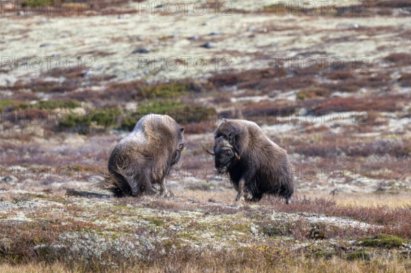 Musk oxen (Ovibos moschatus), bulls fighting in autumnal tundra, Dovrefjell-Sunndalsfjella National Park, Norway