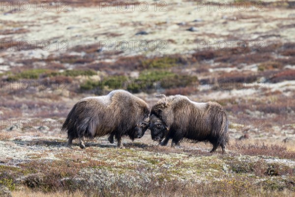 Musk oxen (Ovibos moschatus), bulls fighting in autumnal tundra, Dovrefjell-Sunndalsfjella National Park, Norway