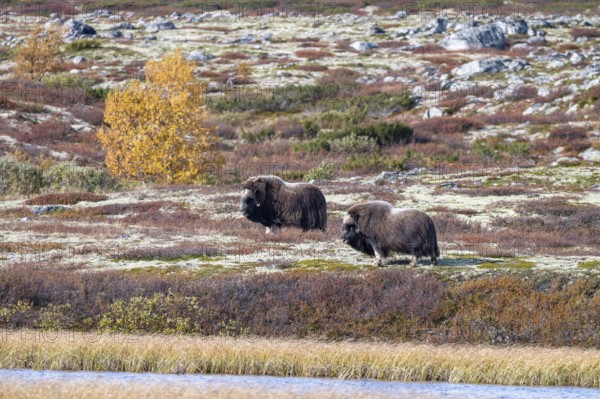 Musk oxen (Ovibos moschatus), bulls in autumnal tundra, Dovrefjell-Sunndalsfjella National Park, Norway