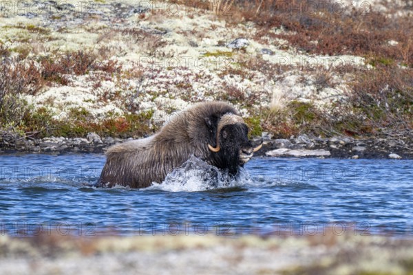 Musk ox (Ovibos moschatus), bull goes to sea, Dovrefjell-Sunndalsfjella National Park, Norway