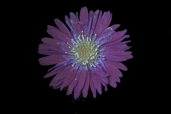New Belgium autumn aster (Symphyotrichum novi-belgii), flower photographed with UV light, Germany