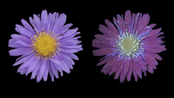 New Belgium autumn aster (Symphyotrichum novi-belgii), flower photographed with daylight and UV light, Germany