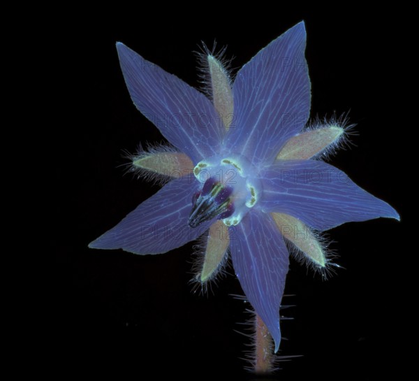 Borage (Borago officinalis), flower photographed with UV light, Germany