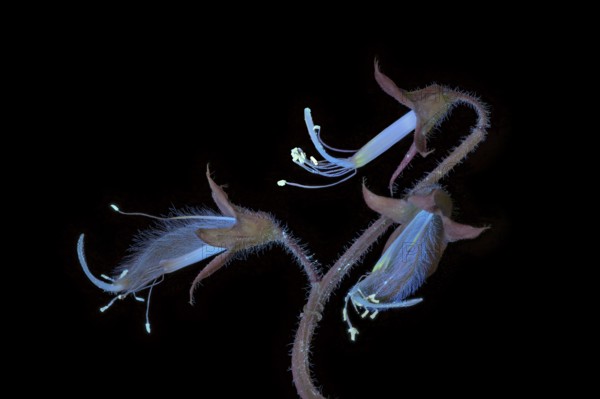 Sweet pea (Lathyrus odoratus), fragrant vetch, flowering inflorescence photographed with UV light, Germany