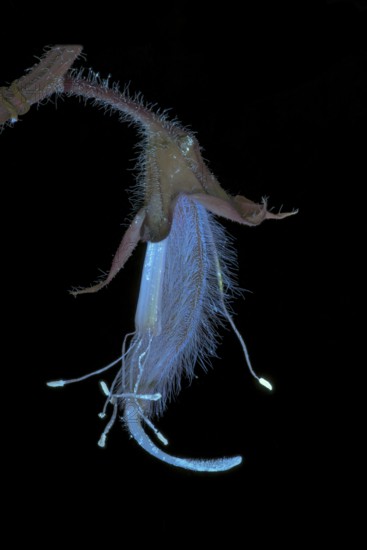 Sweet pea (Lathyrus odoratus), fragrant vetch, flowering inflorescence photographed with UV light, Germany