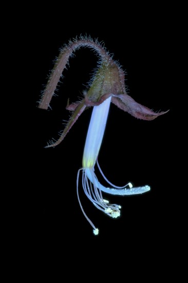 Sweet pea (Lathyrus odoratus), fragrant vetch, flowering inflorescence photographed with UV light, Germany