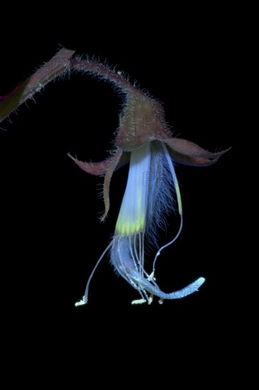 Sweet pea (Lathyrus odoratus), fragrant vetch, flowering inflorescence photographed with UV light, Germany