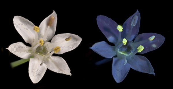 Knolau, garlic chives (Allium tuberosum), flower photographed with daylight and UV light, Germany