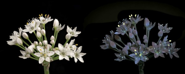 Knolau, garlic chives (Allium tuberosum), inflorescence photographed with daylight and UV light, Germany