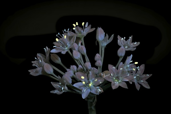 Knolau, garlic chives (Allium tuberosum), inflorescence photographed with UV light, Germany