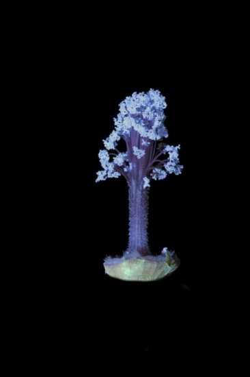 Moroccan wild mallow (Malva sylvestris subsp. Subacaulis), pollen leaves photographed with UV light, Germany