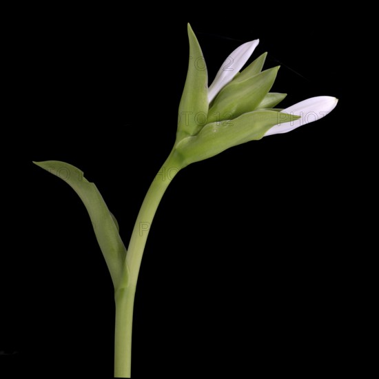 Funkia (Hosta plantaginea), bud, Germany