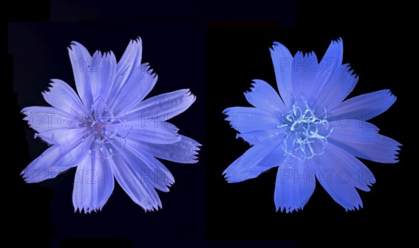 Common chicory (Cichorium intybus), common chicory, flower photographed with daylight and UV light, Germany